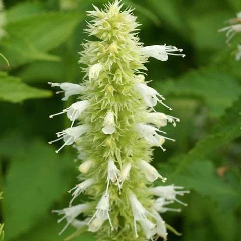 Agastache anisee blanche