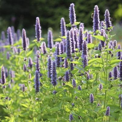 Agastache menthe violette