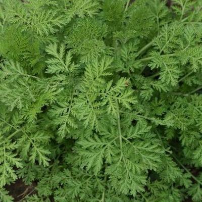 Artemisia annua