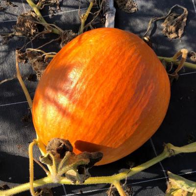 Atlantic giant copie
