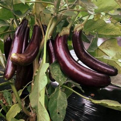 Aubergine little finger