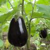 Aubergine little fingers