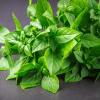Basilic citron
