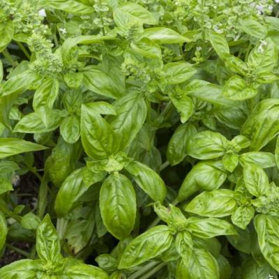 Basilic genovese