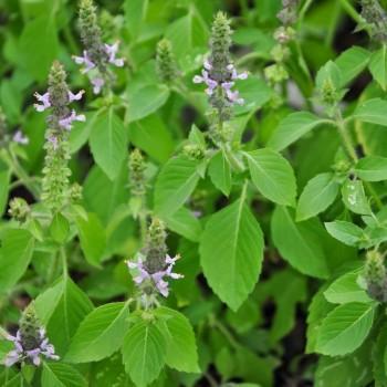 Basilic sacre tulsi