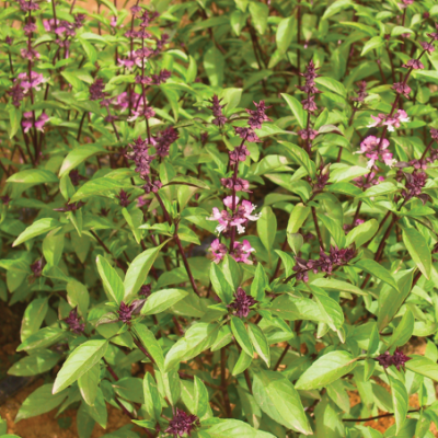 Basilic thai