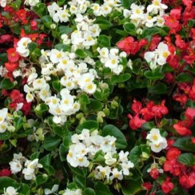 Begonia semperflorens