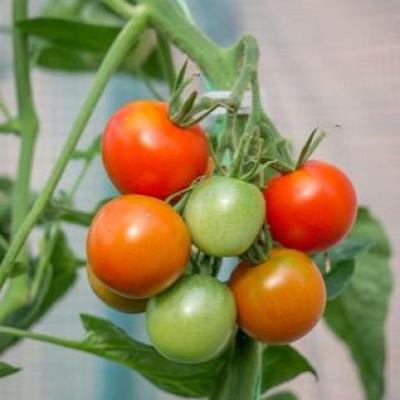Belle arle sienne tomatofifou 