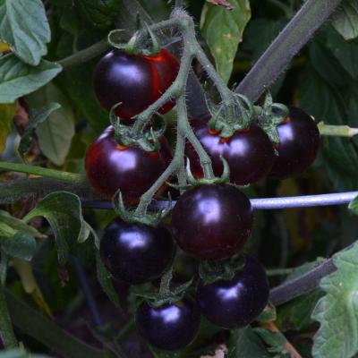 Bluberries