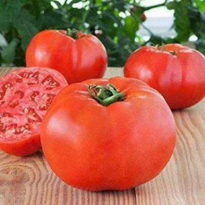 Bonny best tomate