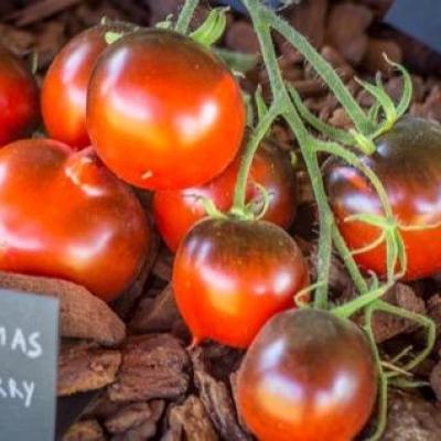 Clackamas blueberry tomatofifou 