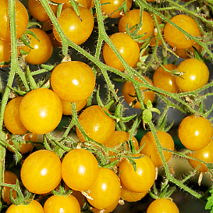 Clementine tomate cerise