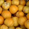 Concombre lemon 1