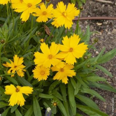 Coreopsis