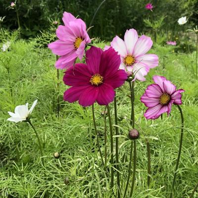 Cosmos melange copie