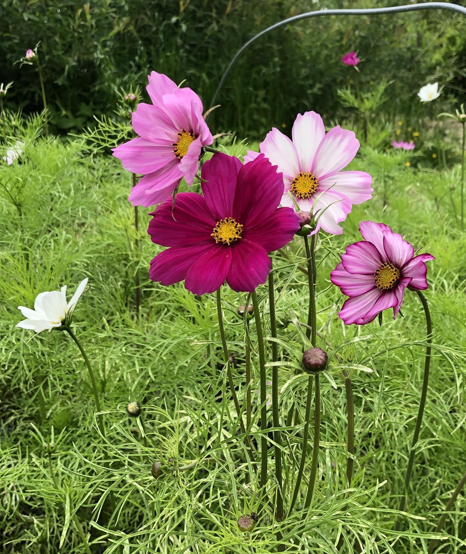 Cosmos melange copie