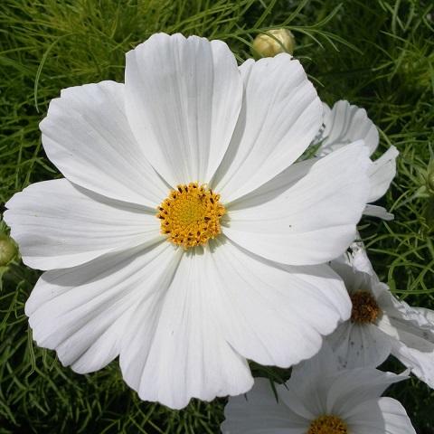 Cosmos nain blanc