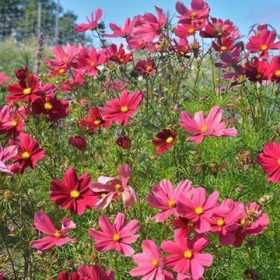 Cosmos rubenza