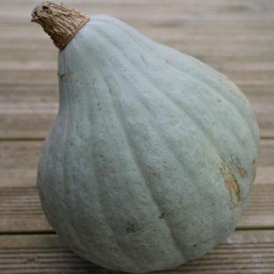 Courge blue ballet
