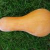 Courge butternut canada mezoides