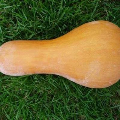 Courge butternut canada mezoides