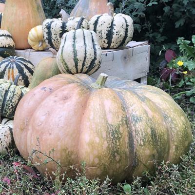 Courge musquee provence copie