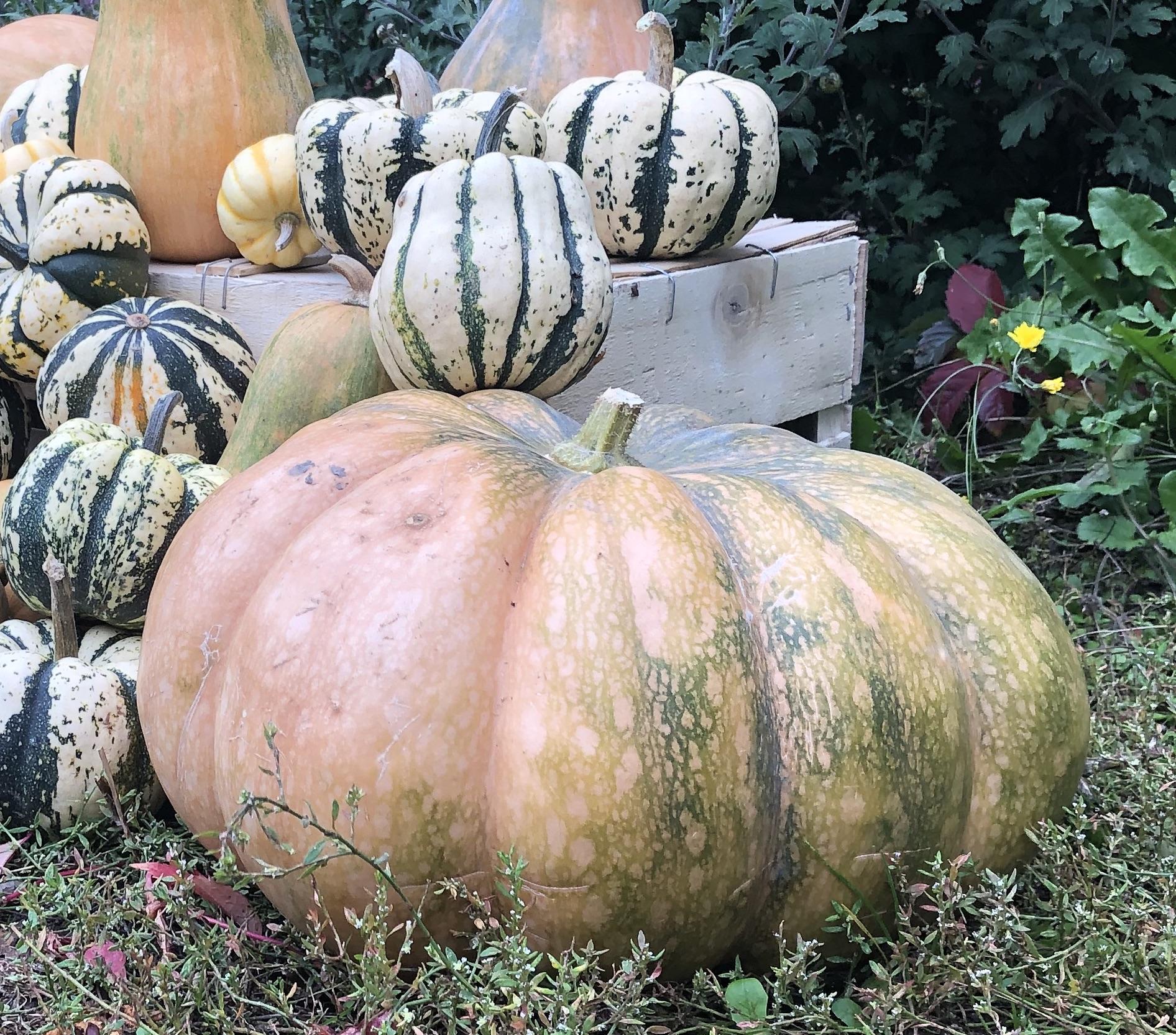 Courge musquee provence copie