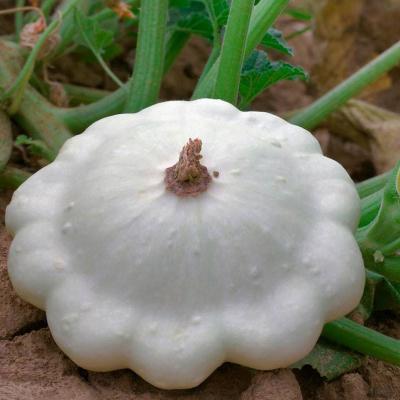 Courge patisson