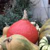 Courge potimarron copie