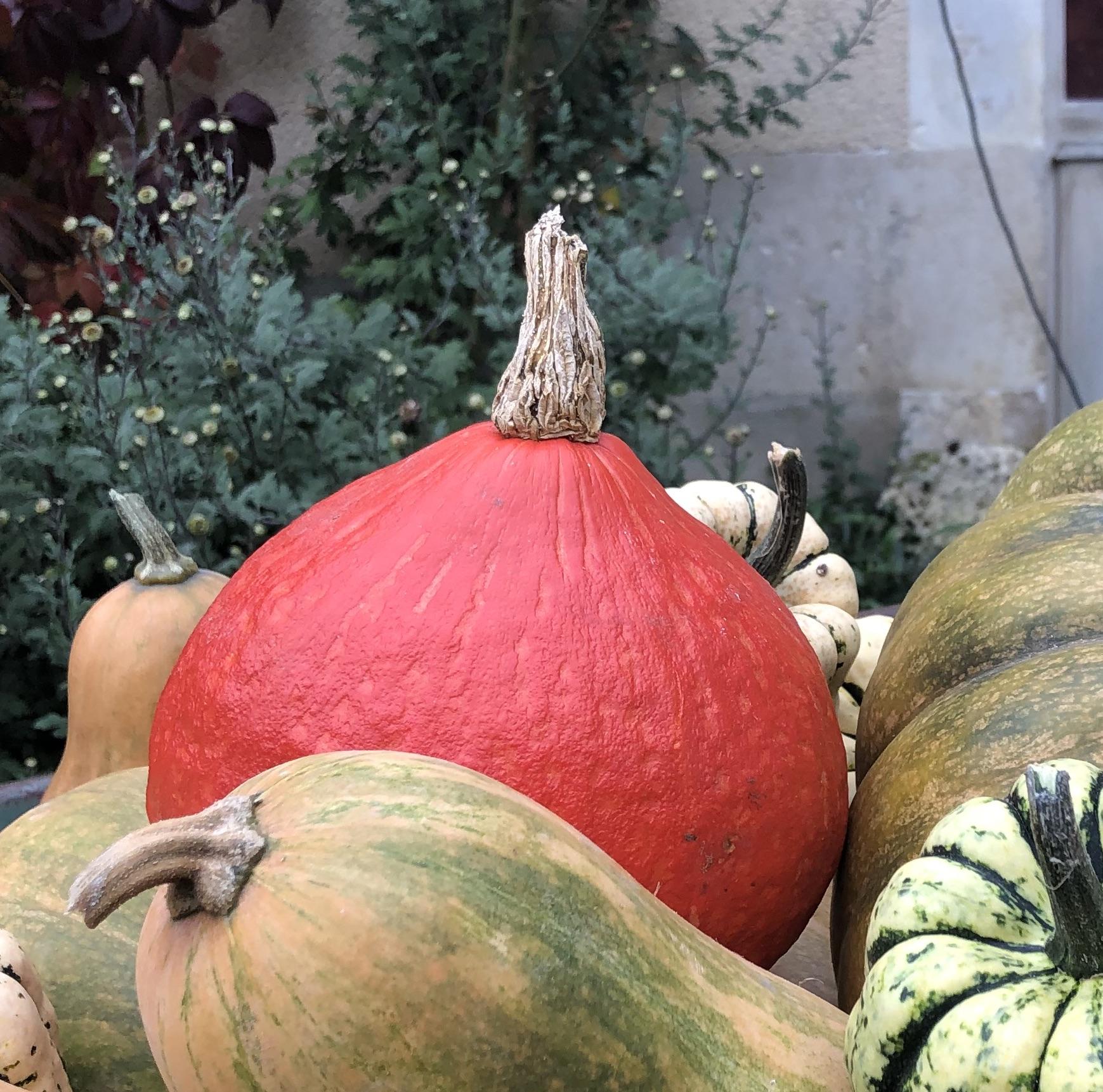 Courge potimarron copie