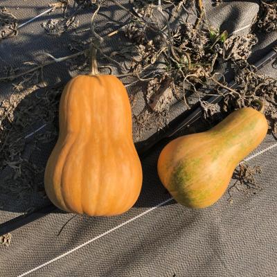 Courge sucrine du berry