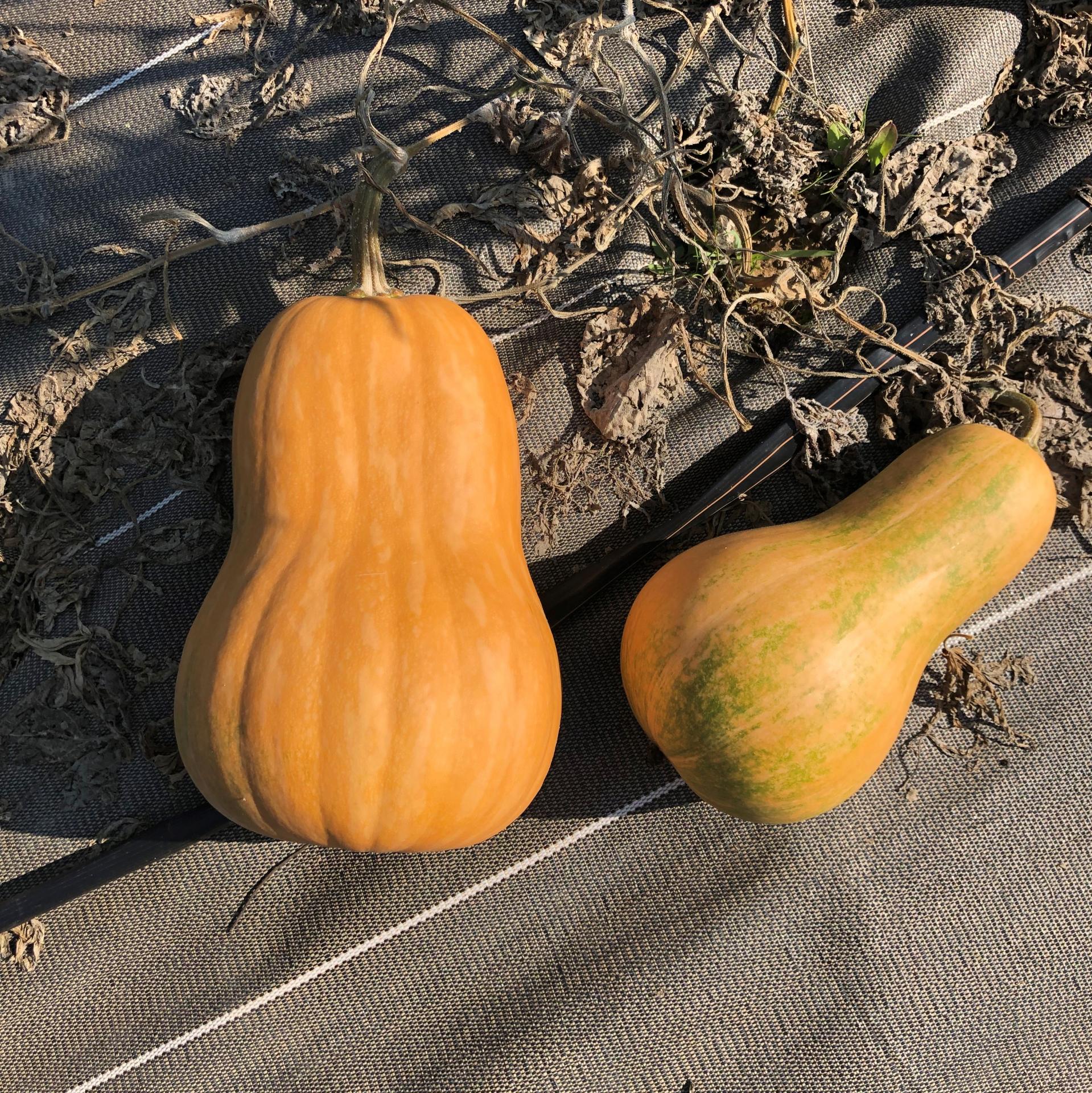 Graines De Courge Musquée Sucrine Du Berry - Les Graines Bocquet - Sachet Pour Potager