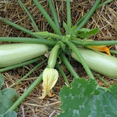 Courgette alberello di sarzana