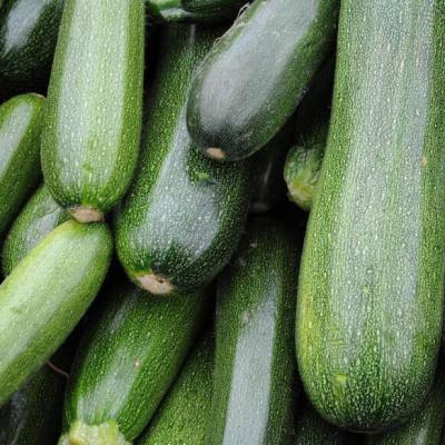 Courgette black beauty