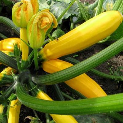 Courgette goldrush