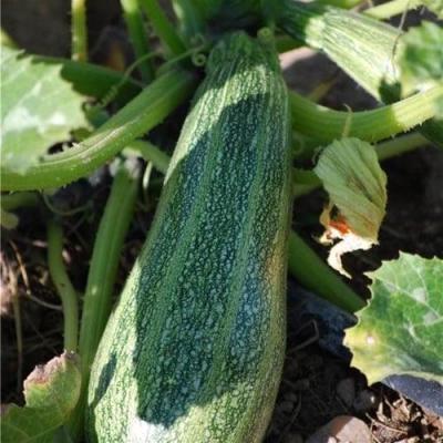 Courgette grisette de provence