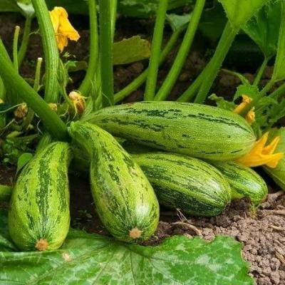 Courgette nimba