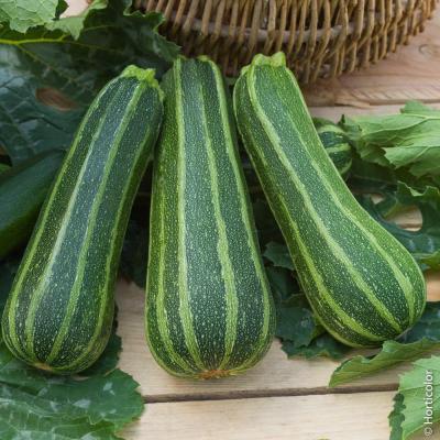 Courgette verte italie
