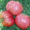 Dinner plate tomato
