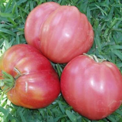 Dinner plate tomato