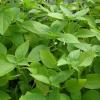 Graines basilic citron
