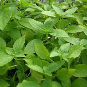 Graines basilic citron