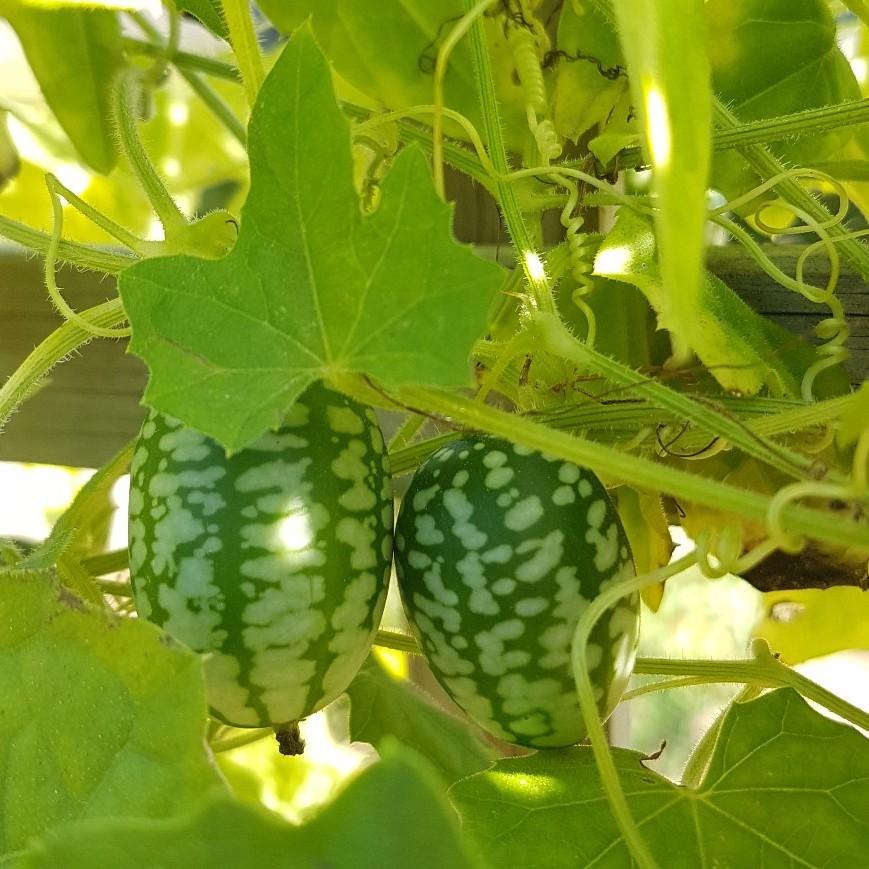 Graines Bio Légumes Potager