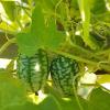 Graines bio concombre zehneria scabra le jardin des thorains
