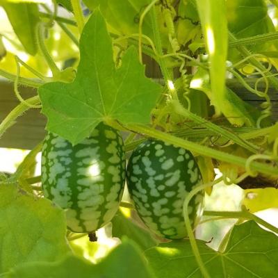 Graines bio concombre zehneria scabra le jardin des thorains
