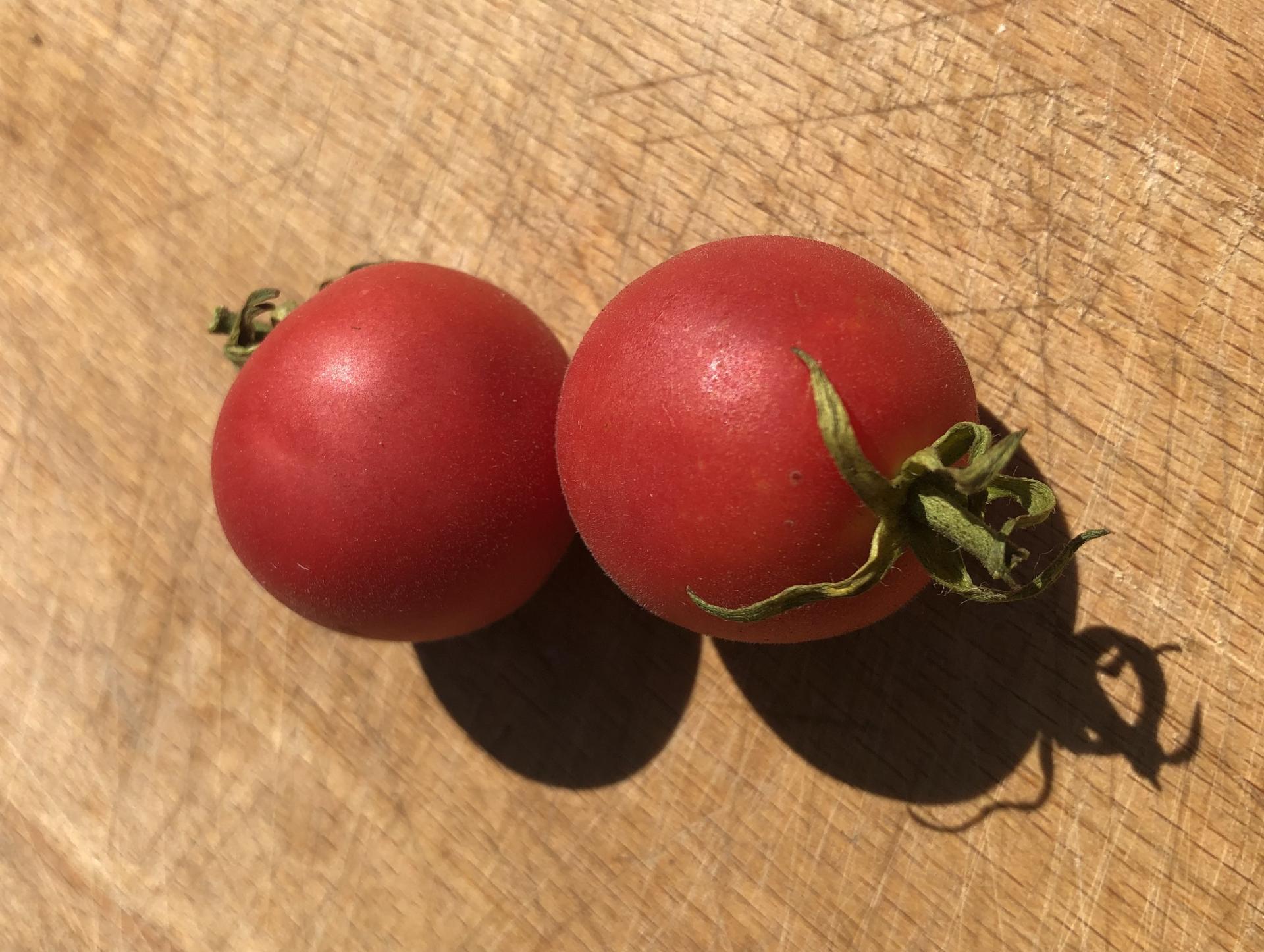 Graines tomate rose podlaki jardin des thorains 2