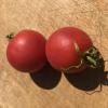 Graines tomate rose podlaki jardin des thorains 2