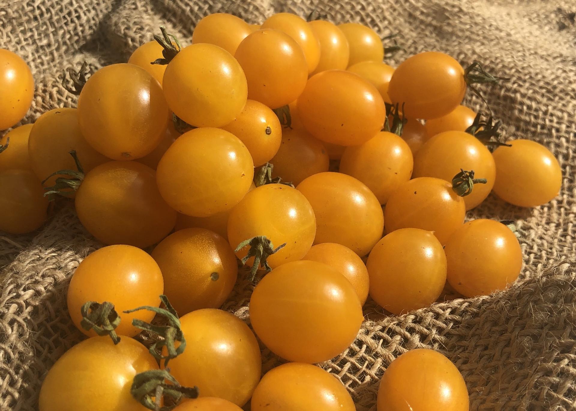 Graines bio de Tomate cerise Clémentine