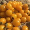 Graines tomates cerises clementines la jardin des thorains