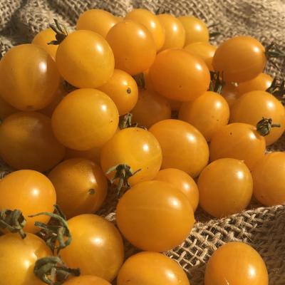 Graines tomates cerises clementines la jardin des thorains